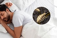Cuál es el significado de soñar con piojos (Shutterstock).