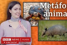 las metaforas del espanol inspiradas en el mundo animal