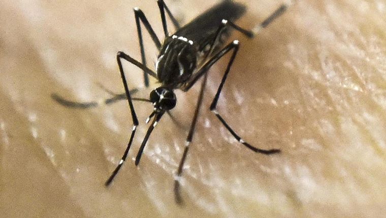 La vacuna contra el dengue cuesta más de $70.000 cada dosis. Foto: NA
