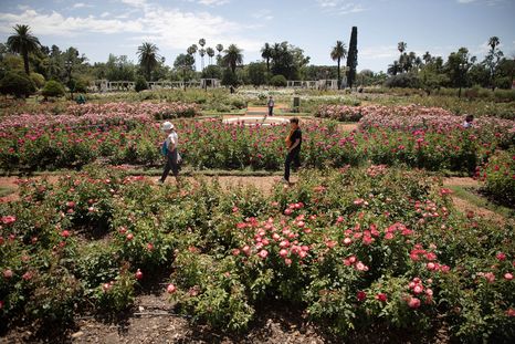 Se viene la primavera y el Rosedal de Palermo es uno de los atractivos para los vecinos porteños. Se viene la primavera y el Rosedal de Palermo es uno de los atractivos para los vecinos porteños.