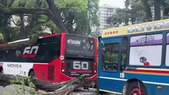 Un árbol cayó sobre dos colectivos y chocaron. Un árbol cayó sobre dos colectivos y chocaron.