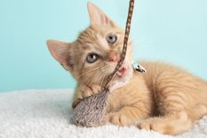 Los gatos naranjas pueden ser marmolados, atigrados o moteado. Foto: Shutterstock