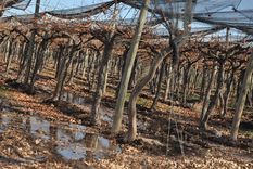 Foto: Pablo Matar/Mediamza.com