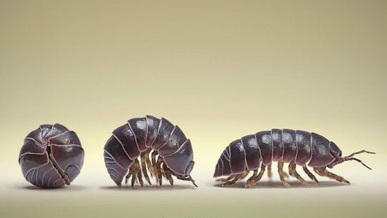 Los bichos bolita son realmente crustáceos que aman los lugares oscuros y húmedos. Foto: Bicho de jardín
