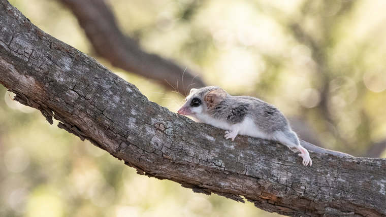 Las marmosas viven en suelos y árboles de Mendoza. Investigadores advierten que el cambio climático puede afectar seriamente su supervivencia. Las marmosas viven en suelos y árboles de Mendoza. Investigadores advierten que el cambio climático puede afectar seriamente su supervivencia.