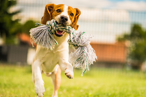 Los perros pueden clasificar y recordar objetos en función de su uso.
