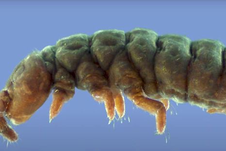 Criatura fantasma antártica ha sobrevivido a 30 edades de hielo