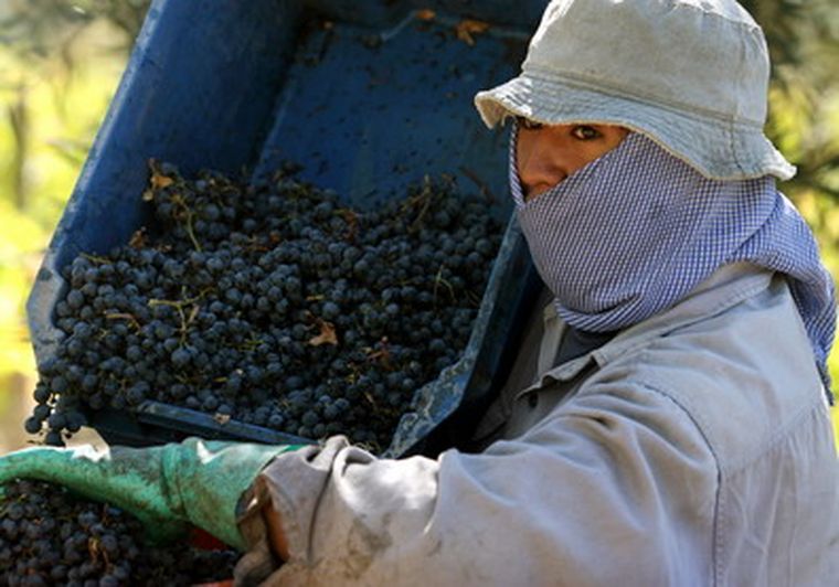 Factores climátcos disminuyeron la cosecha de uvas. Foto: Nacho Gaffuri / MDZ