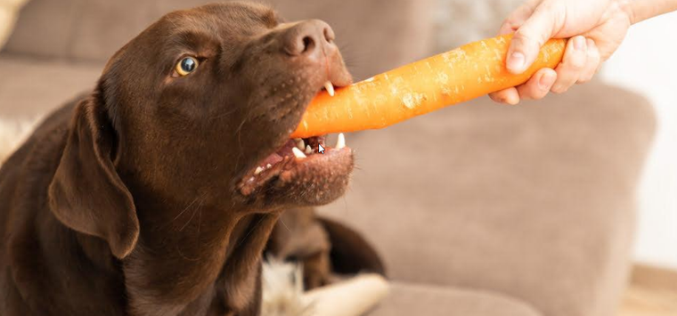 Alimentos de casa para mejorar la higiene bucal de tu perro. Foto: Archivo