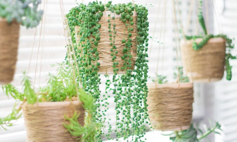 Jardín Conoce los cuidados de la planta rosario Foto: Hola