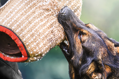 Estas son las razas caninas más fuertes y resistentes Foto: Shutterstock