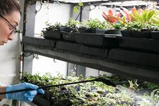 Cultivar sin tierra ahorra espacio y es respetuosa con el medio ambiente. Foto: Freepik