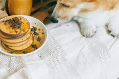 ¿Qué pasa si tu perro come chocolate por accidente? Así deberías reaccionar si tu mascota come chocolate. Foto: Pexels