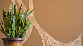 La planta más resistente. Fuente: Shutterstock.