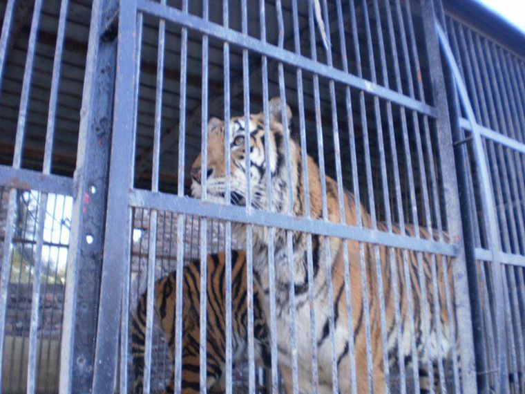 Foto: Campaña Circos Sin Animales