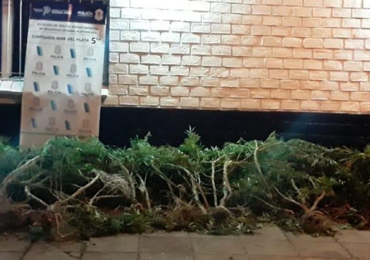 El joven había puesto un cerco eléctrico para cuidar su marihuana y fue lo que lo terminó matando