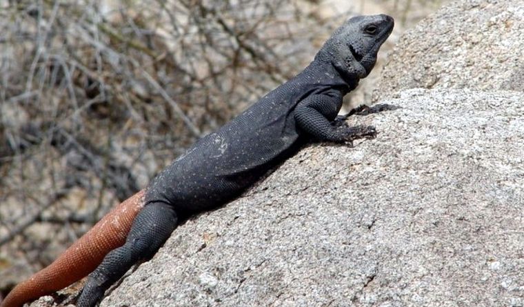 Un chuckwalla macho (un tipo de iguana que habita en el desierto) que fue visto cerca de Phoenix, Arizona. Foto: Dpa.