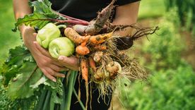 Los vegetales son una fuente clave para ingerir este componente esencial para la salud.
