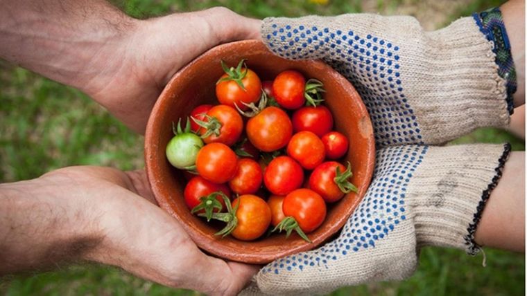 Tendrás una buena y vigorosa cosecha de tomates. Foto: Archivo