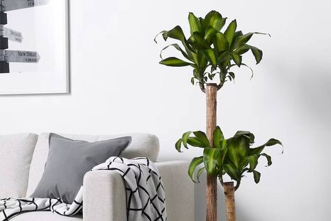 Una planta purificadora. Fuente: Freepik. Una planta purificadora. Fuente: Freepik.