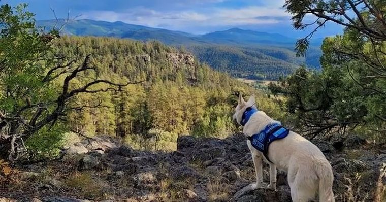 Tras desaparecer desde agosto, un senderista fue encontrado muerto con su perro vivo a su lado Foto: gentileza Taos Search and Rescue