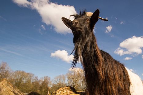 ¡Recuperan a cabra drogadicta e inicia una nueva vida!