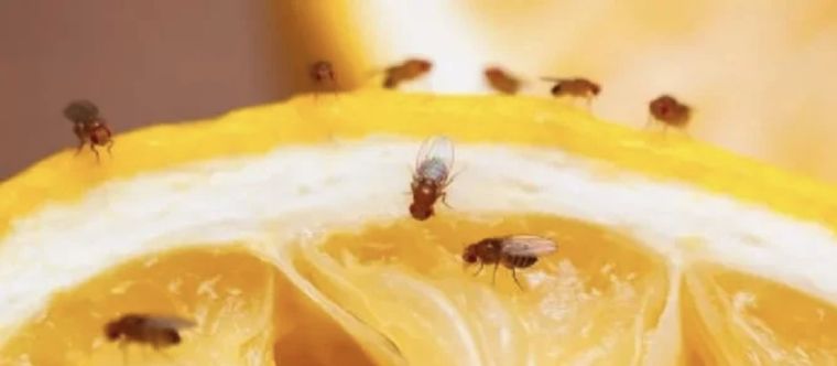 El nombre científico de esta mosca de la fruta es Drosophila melanogaster y se suele encontrar en ambientes húmedos Foto: Shutterstock