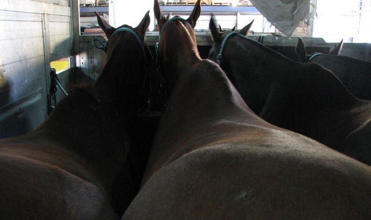 El Senasa bloqueó la movilización de equinos desde el NEA Foto: NA