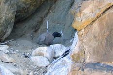 nacio otro condor andino en el parque provincial tupungato nacio otro condor andino en el parque provincial tupungato