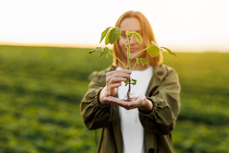raiz Las raíces quedarán perfectas. Foto: Fuente: Shutterstock