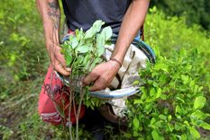 cultivo de coca La producción de cocaína inunda el mundo. Foto: Efe.