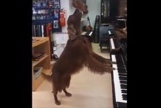 ¡puro talento! perra sorprende en redes al tocar el piano