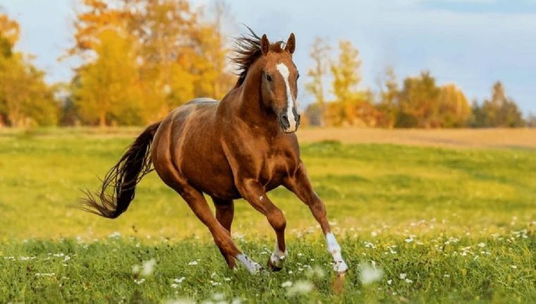 Cuál es el significado de soñar con caballos (Shutterstock). Foto: Archivo MDZ