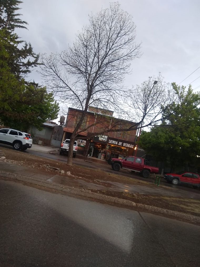 Los árboles se están secando en el centro de Malargüe Foto: Gentileza