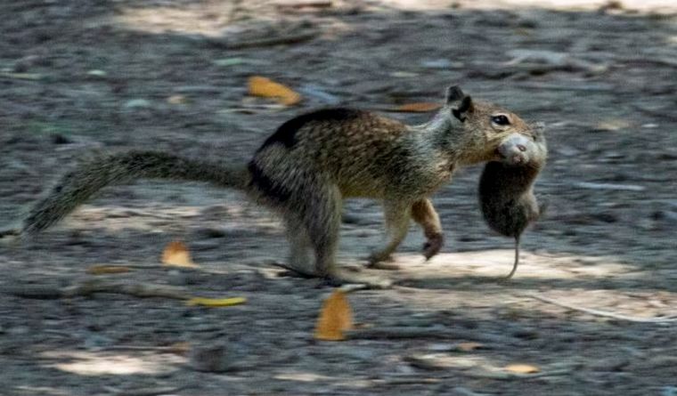 Una ardilla terrestre de California en el condado de Conta Costa corre con una presa en su boca. Foto: Dpa.