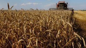 Se espera una próducción de trigo récord Se espera una próducción de trigo récord