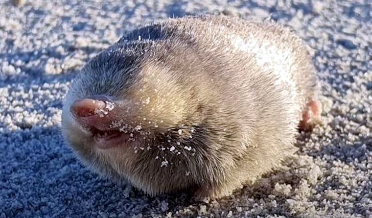 Encontraron a un pequeño animal que se creía extinto. Foto: Ifl.