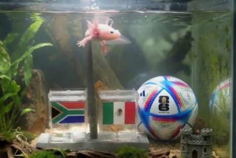 Una nueva mascota se volvió viral por predecir los resultados del Mundial 2026. Una nueva mascota se volvió viral por predecir los resultados del Mundial 2026.