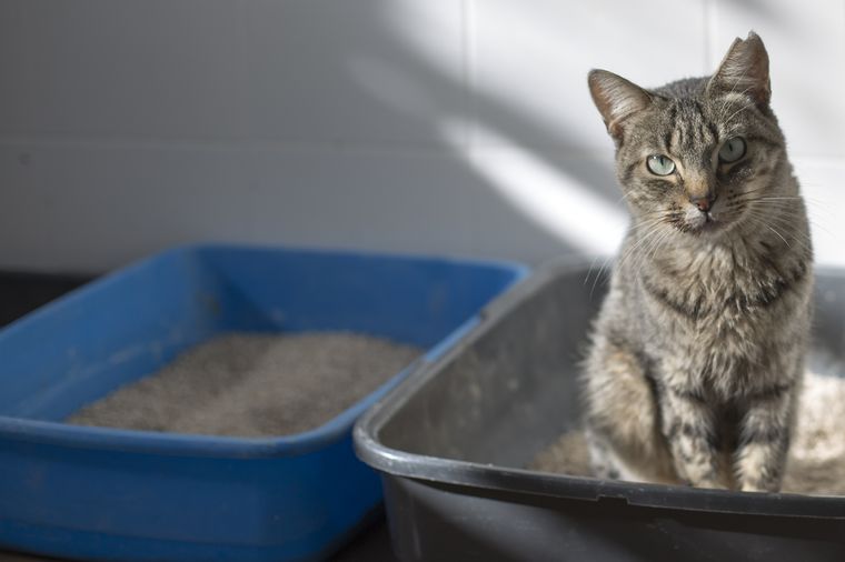 El olor a orina del gato puede inundar el hogar. Foto: Shutterstock