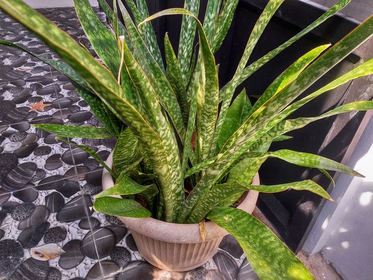 La lengua de suegra es una planta que no puede faltar en el hogar.