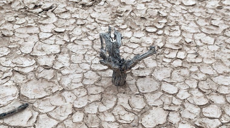 La sequia en las zonas de campo es una de las problemáticas más graves en Mendoza Foto: ALF PONCE MERCADO / MDZ
