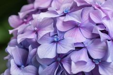 Las hortensias son parte del encanto del jardín. Imagen ilustrativa. Foto: Pixabay