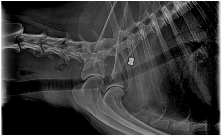 La panorámica realizada al perro muestra el proyectil alojado en el cuerpo del animal. La panorámica realizada al perro muestra el proyectil alojado en el cuerpo del animal.