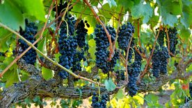 Foto: Loadwine