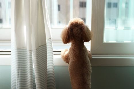 Las mascotas necesitan estímulos diarios para mantenerse equilibrados y evitar el aburrimiento. Las mascotas necesitan estímulos diarios para mantenerse equilibrados y evitar el aburrimiento.