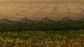 Familia Zuccardi lanzó su convocatoria de trabajo para la vendimia 2026 en Maipú y el Valle de Uco. Foto: Gentileza Familia Zuccardi Familia Zuccardi lanzó su convocatoria de trabajo para la vendimia 2026 en Maipú y el Valle de Uco. Foto: Gentileza Familia Zuccardi