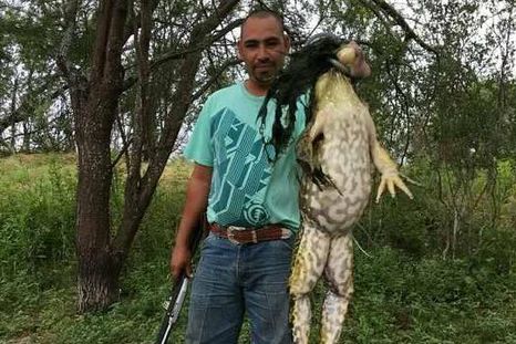 Hallaron una monstruosa rana toro
