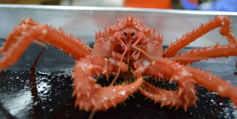 Foto: noticiasdelaciencia.com