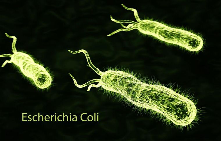 Es quizás el organismo más estudiado y contribuyó decisivamente al desarrollo de muchos conceptos fundamentales de la biología, pero hay quienes piensan que su reinado debe terminar.