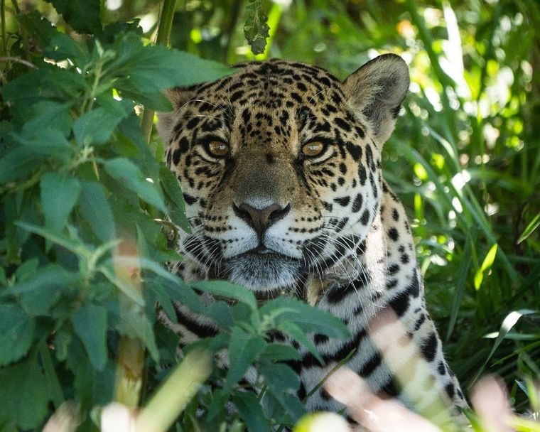 Se espera que la liberación de Nalá sirva de ancla, es decir, contribuya a que los machos no se alejen de la zona y eventualmente se reproduzca la especie. Foto: Instagram / @rewilding_argentina